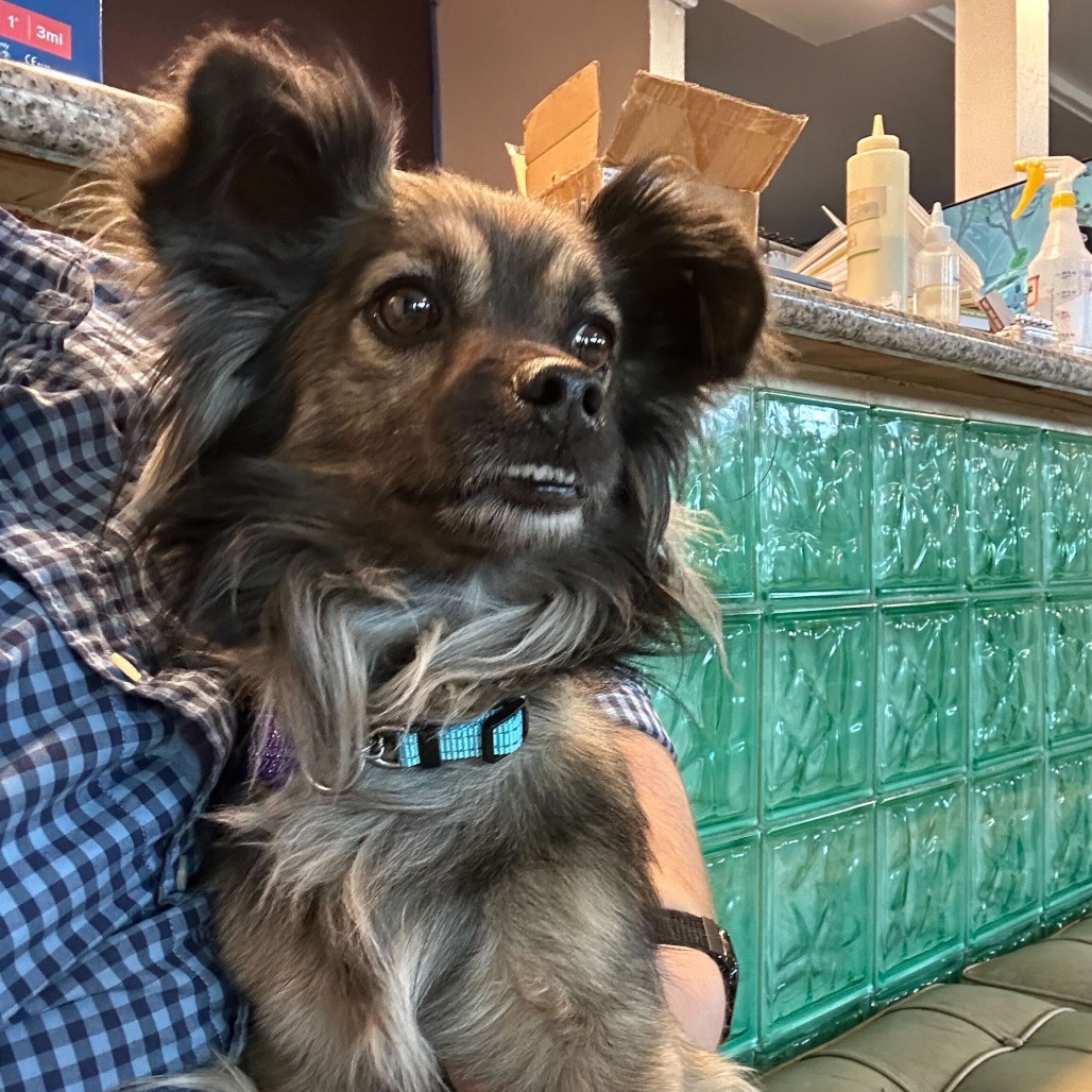 Shorty — thumbnail 3