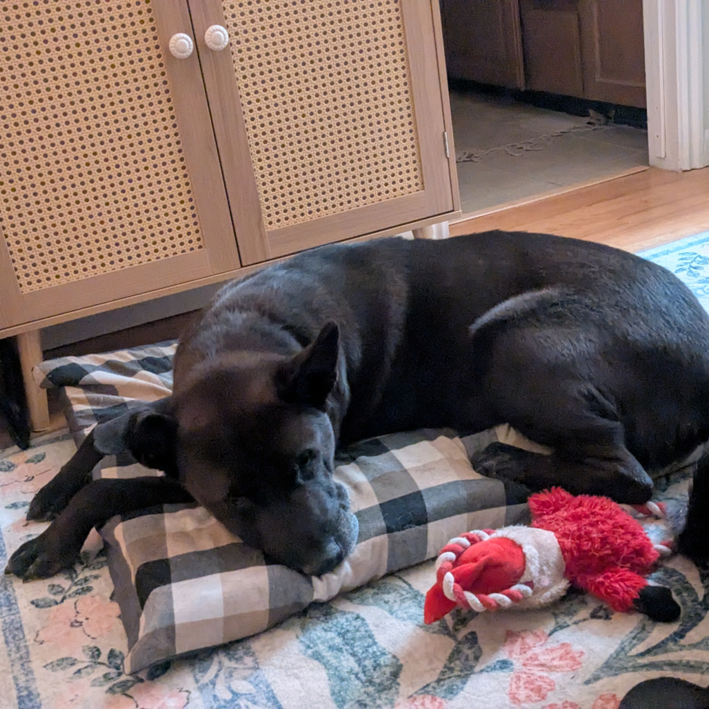 Zuzu, photo 9