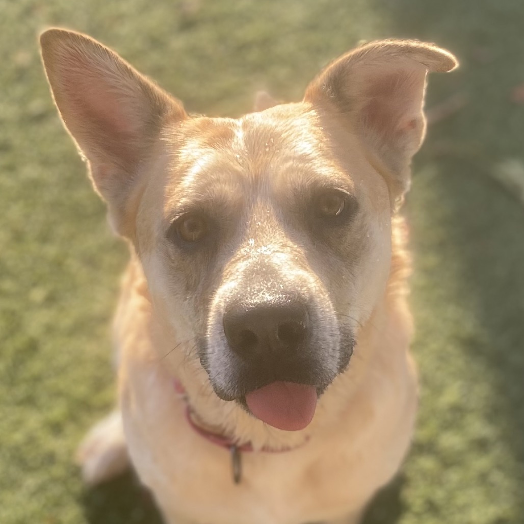 EZRI - Shepherd / Mixed Breed (Medium) available for adoption