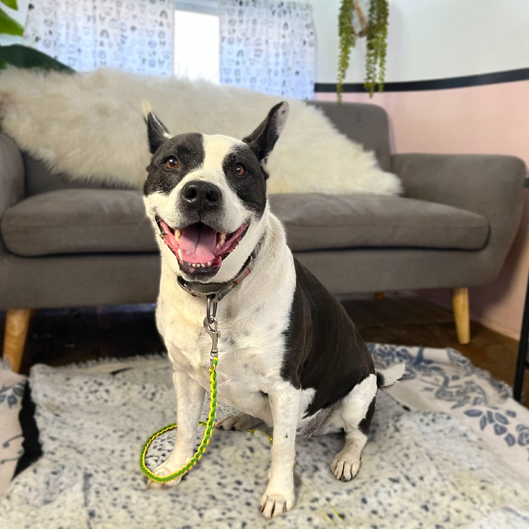 Bluebelle, additional photo