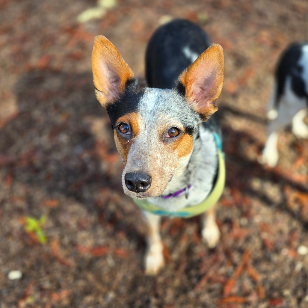 Peaches — thumbnail 4