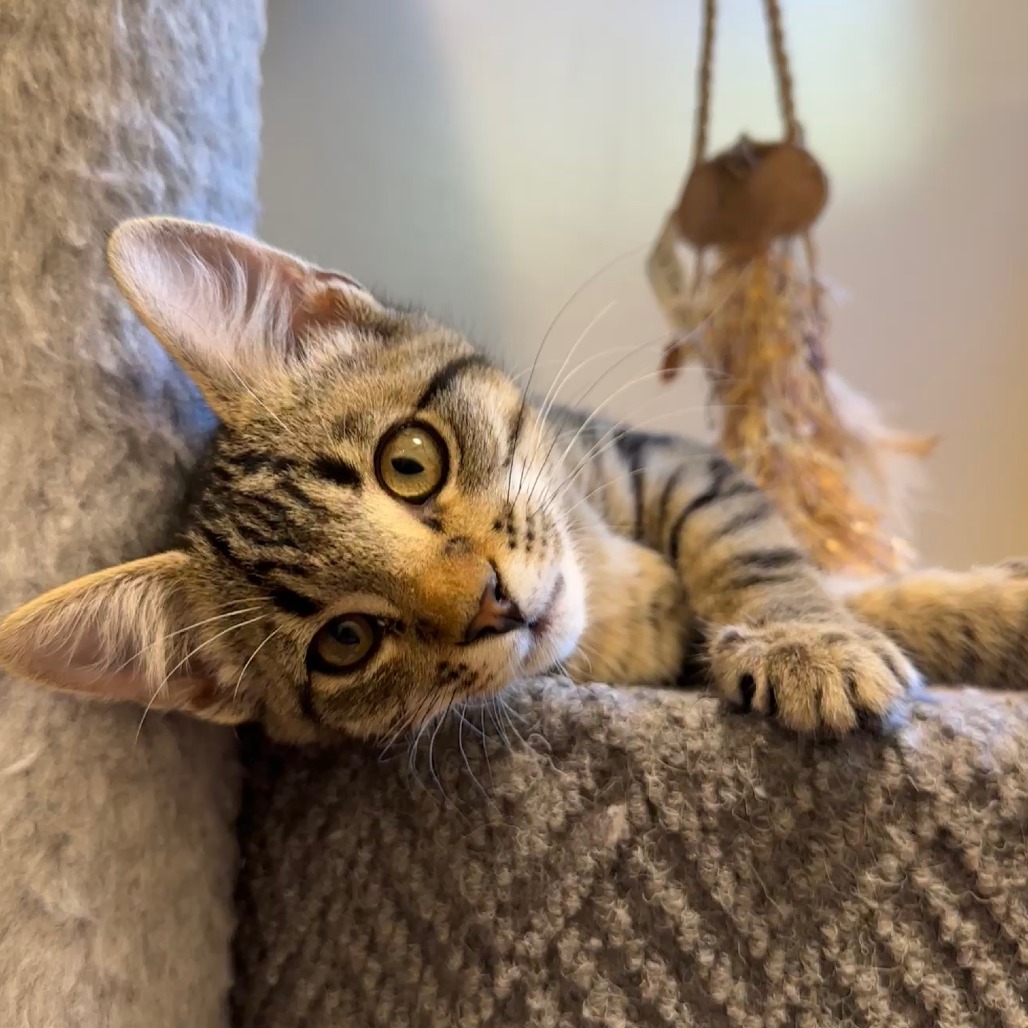 DINO - Domestic Shorthair available for adoption