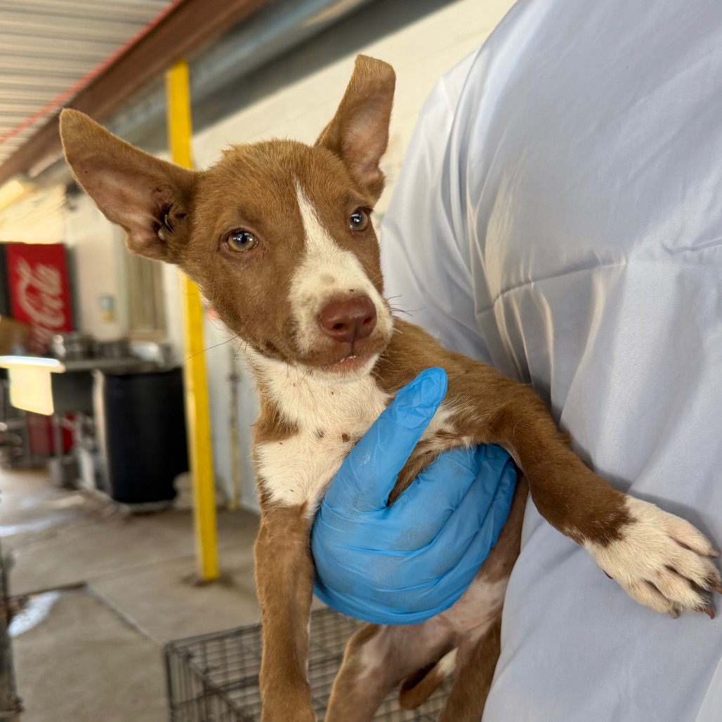 PICHU - Terrier / Pit Bull available for adoption