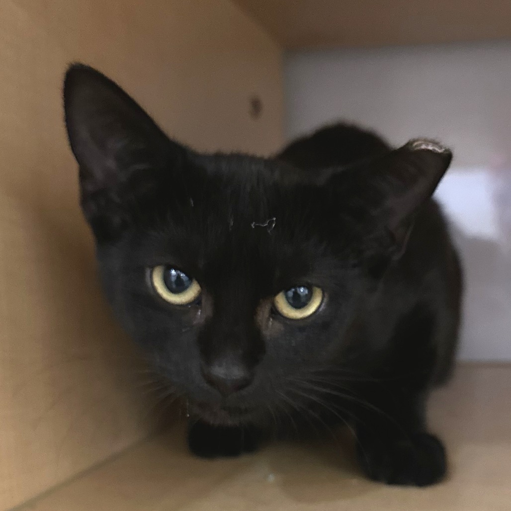 LUCY - Domestic Shorthair available for adoption