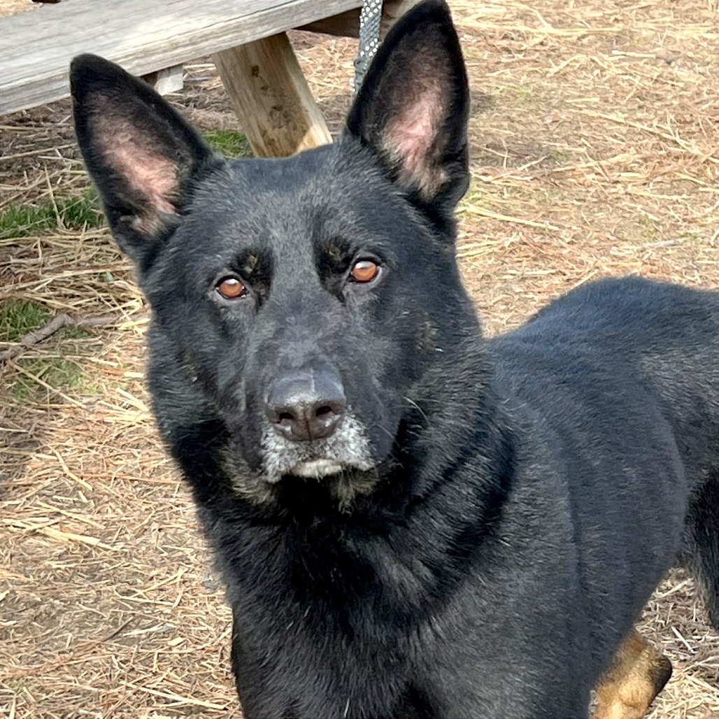 Bolt, Jr. — thumbnail 4