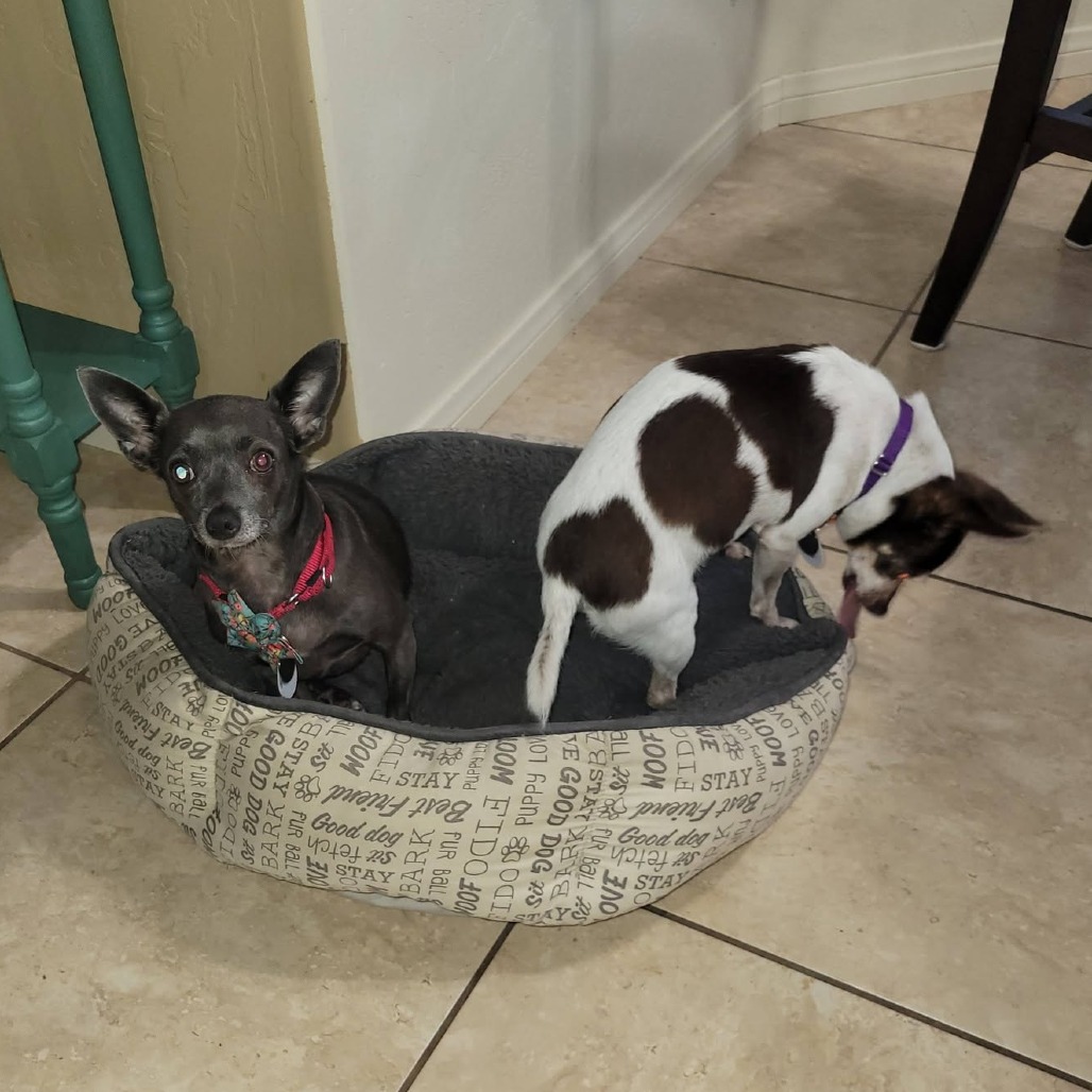 Mavis, photo 9