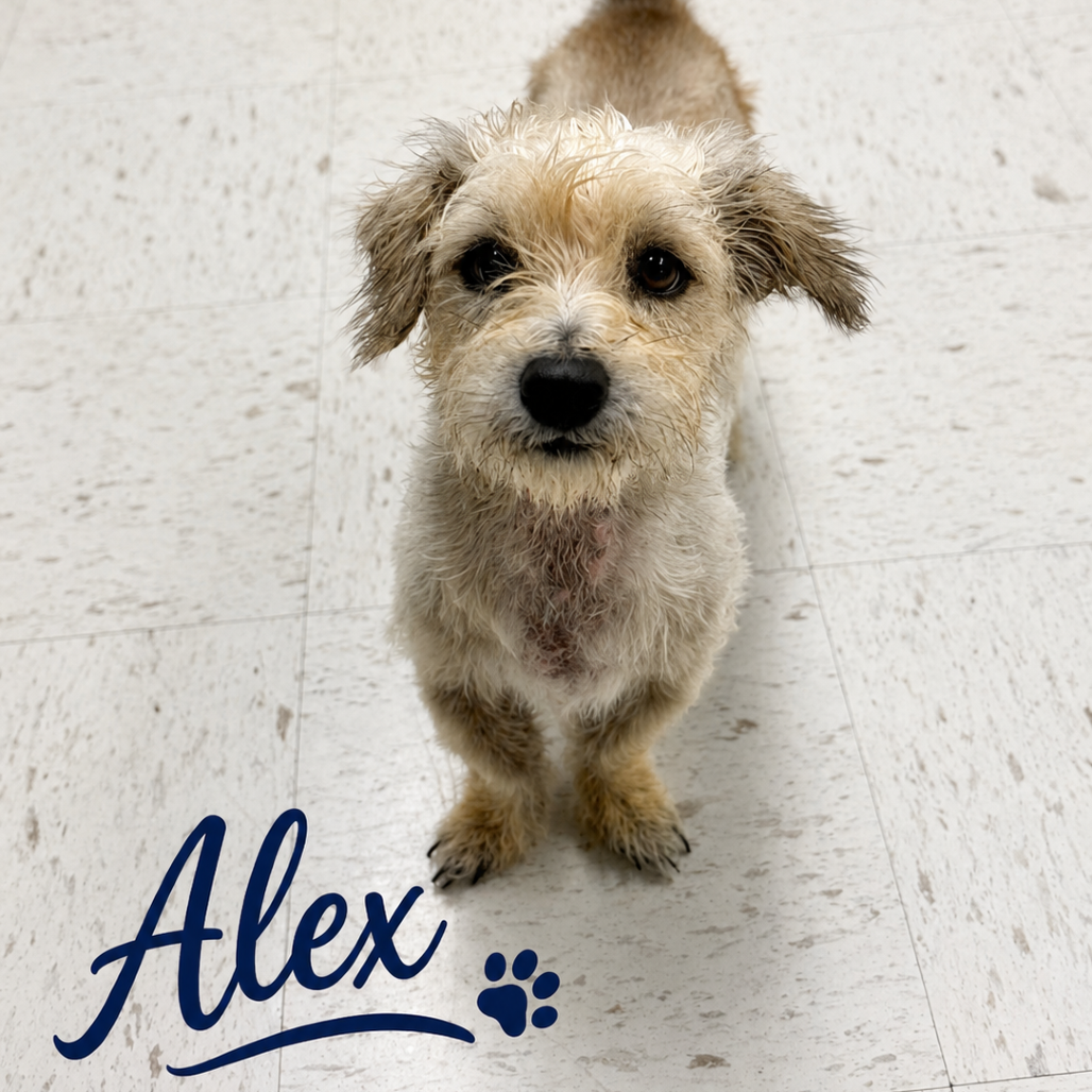 Alex