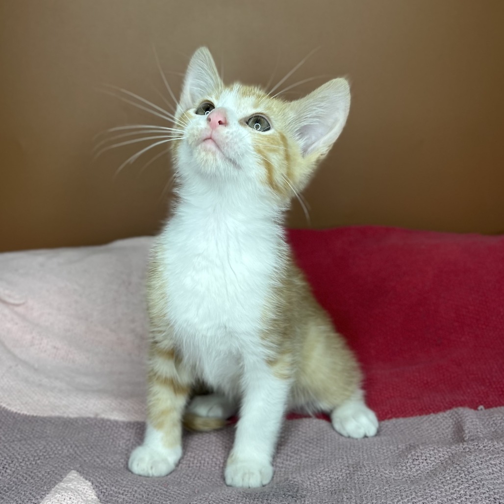 MAI-TAI - Domestic Shorthair available for adoption