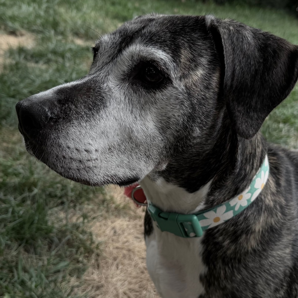 Biddie, photo 21
