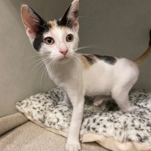 VIOLET - Domestic Shorthair available for adoption