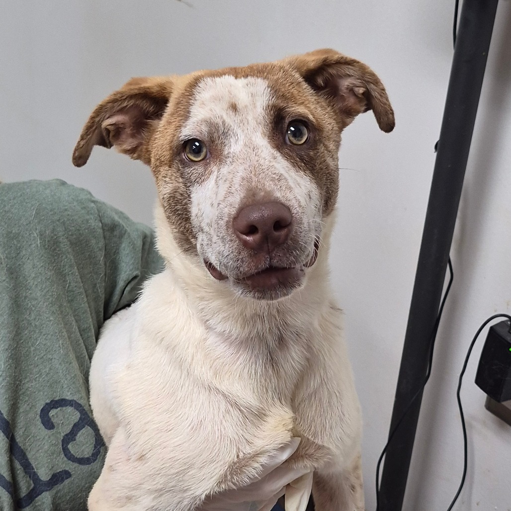 PHOENIX - Shepherd, Australian / Retriever, Labrador available for adoption