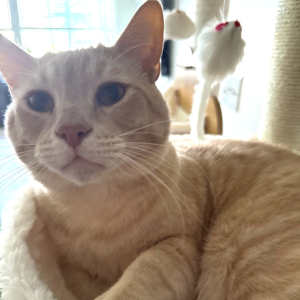 DUNE - Domestic Shorthair available for adoption
