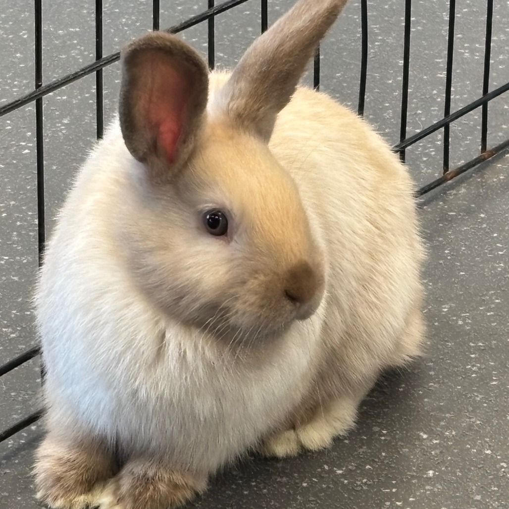 Photo of Potato 4