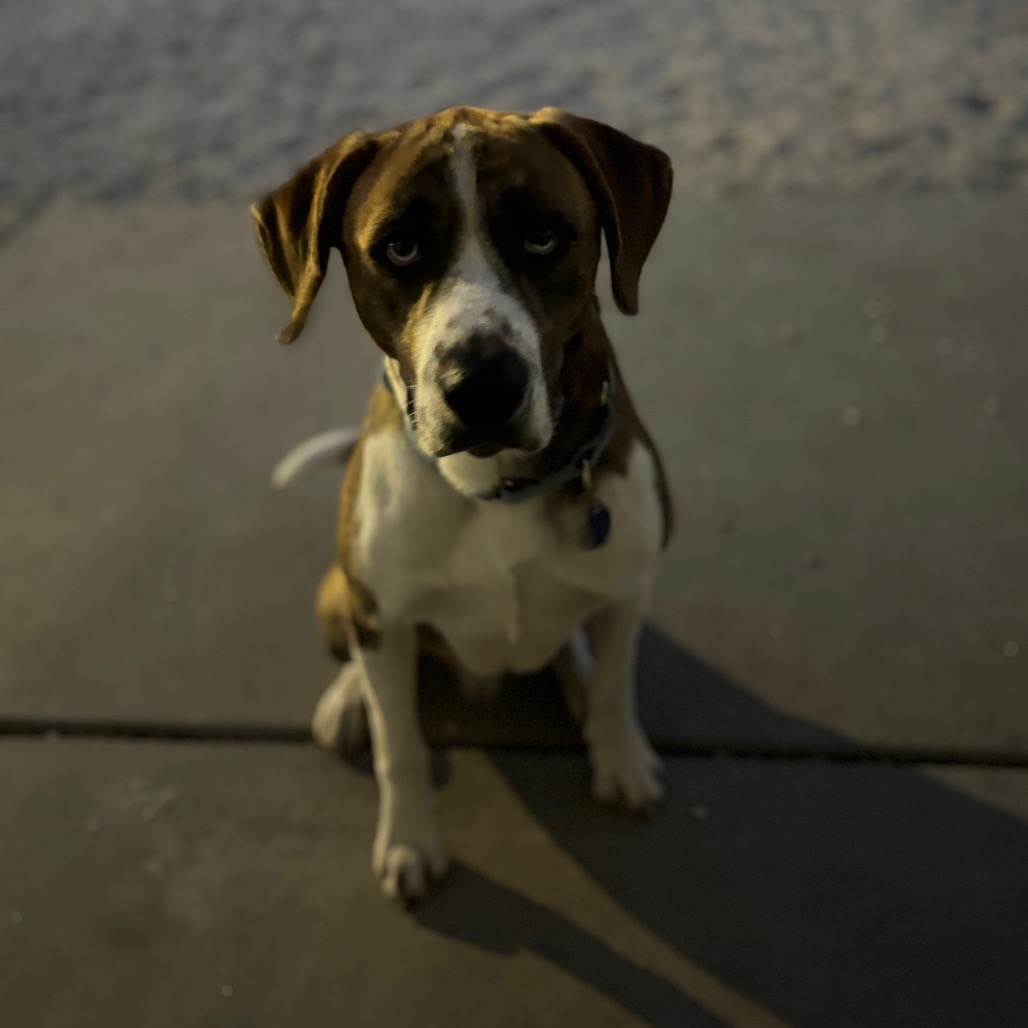 Brindle Terrier, American Pit Bull Dog