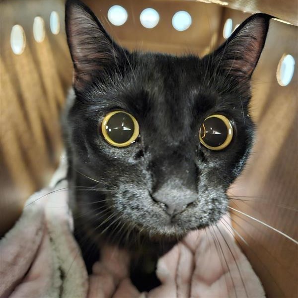 GATO - Domestic Shorthair available for adoption
