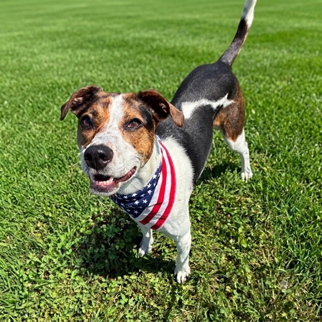 TULA *DEAF* - Beagle / Mixed Breed (Medium) available for adoption