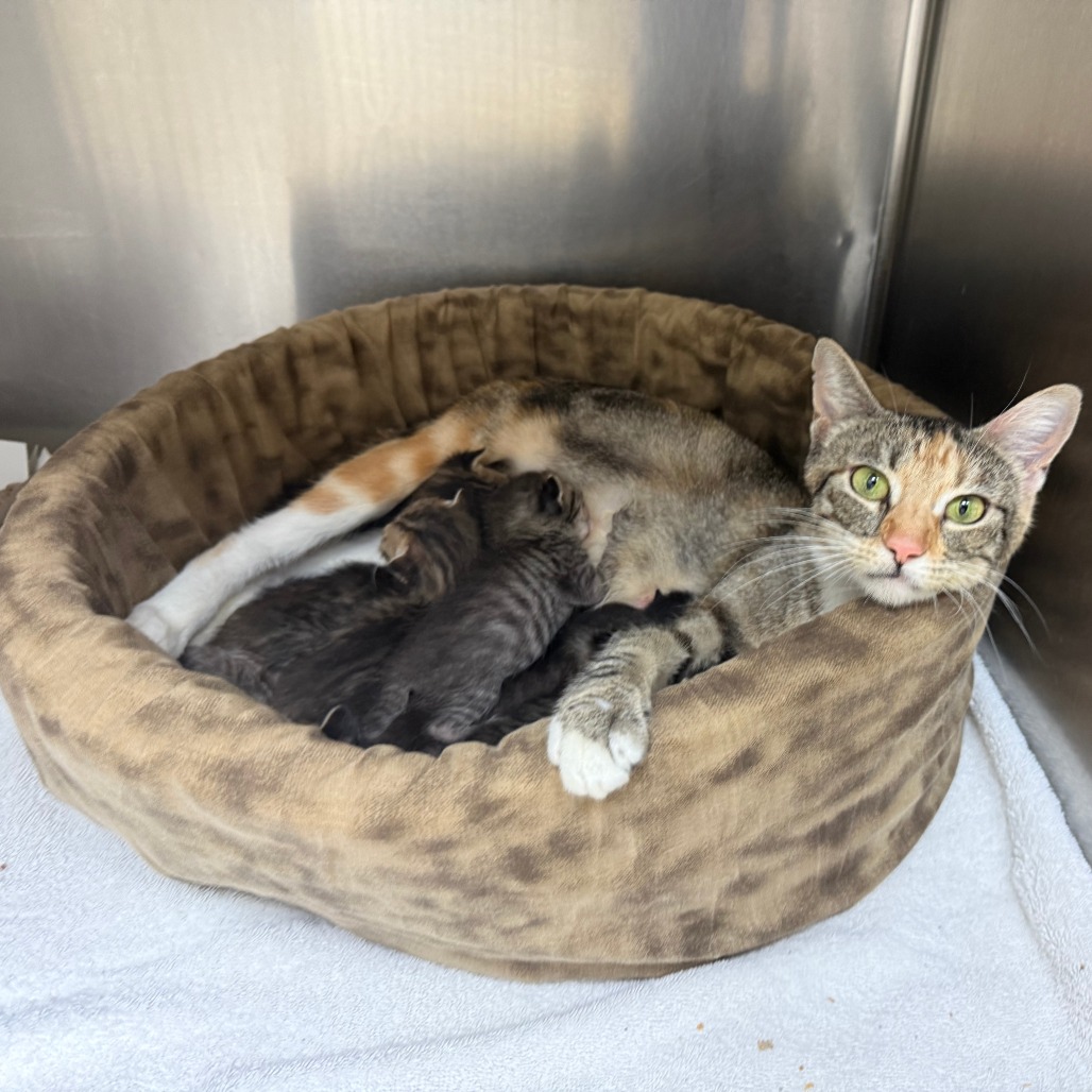 CHIPS - Domestic Shorthair available for adoption