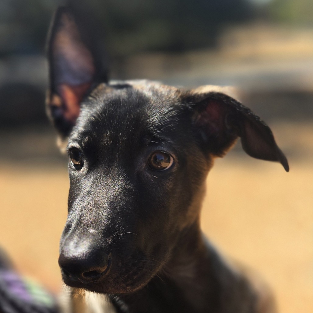 HUCKLEBERRY - Mixed Breed (Medium) available for adoption