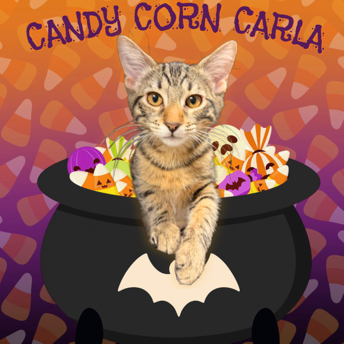 CANDY CORN CARLA - Domestic Shorthair available for adoption