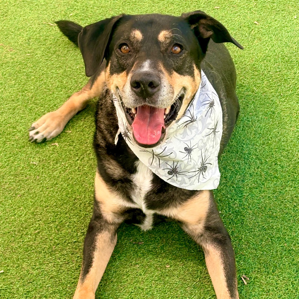 SLY - PAWS - Rottweiler / Shepherd for adoption in Las Cruces