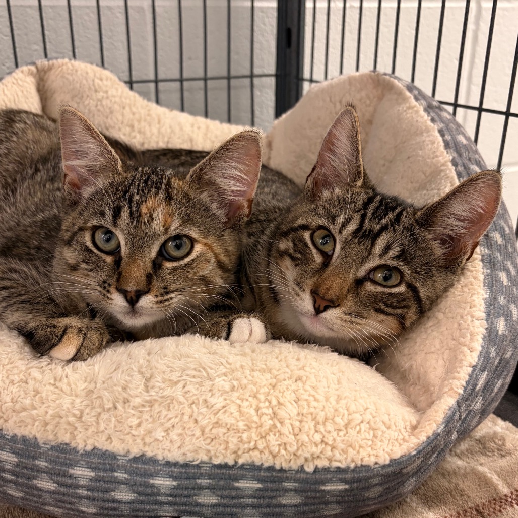 BEATRICE - Domestic Shorthair available for adoption
