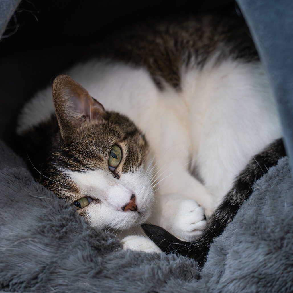 Nala, photo 8