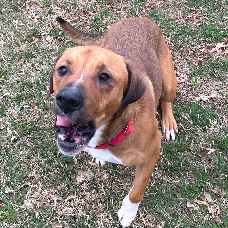 Chestnut — thumbnail 8