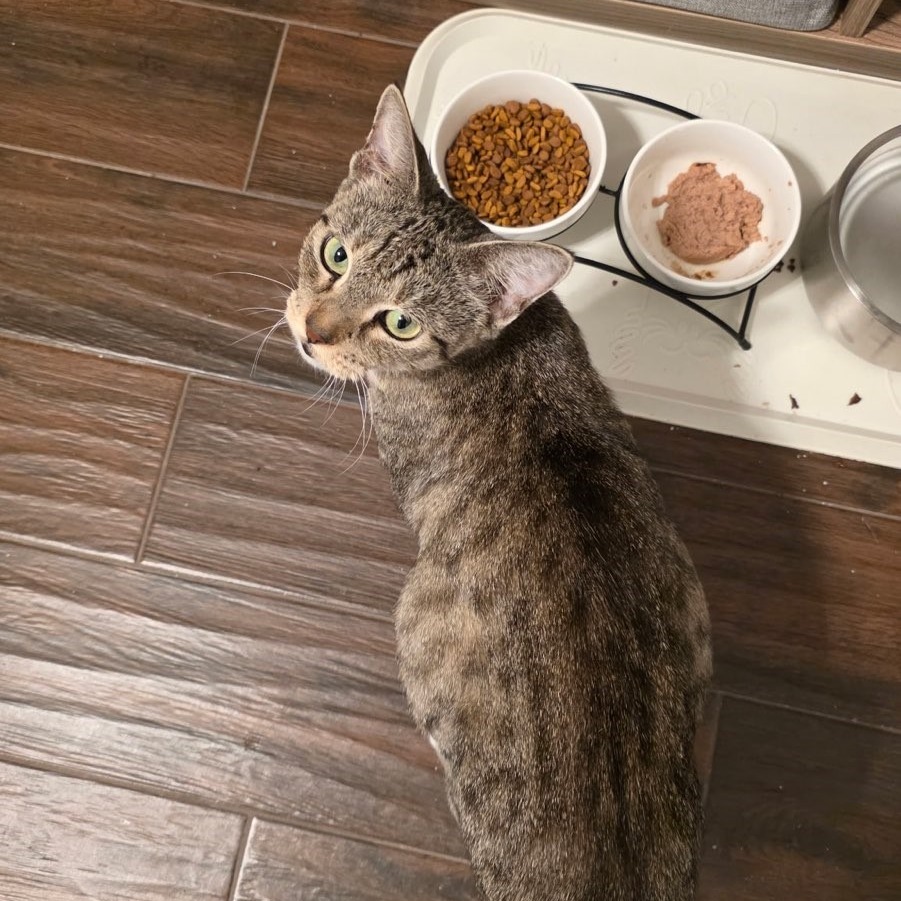 Delilah, photo 3