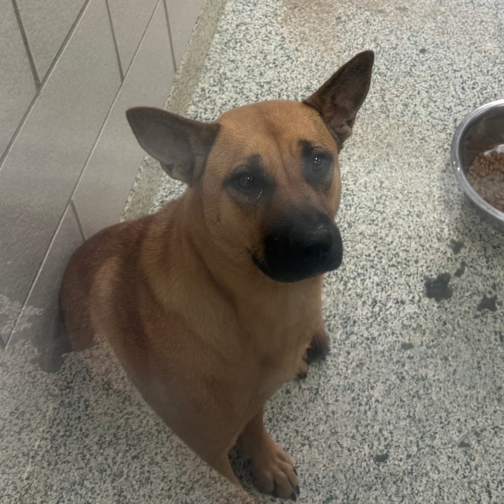 DIXIE - Shepherd available for adoption