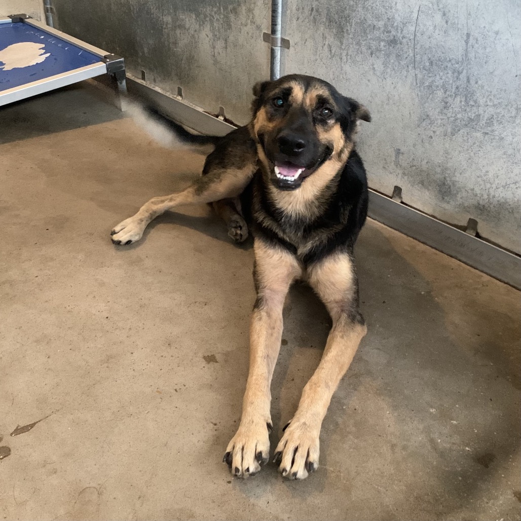 NORBIT - Shepherd available for adoption