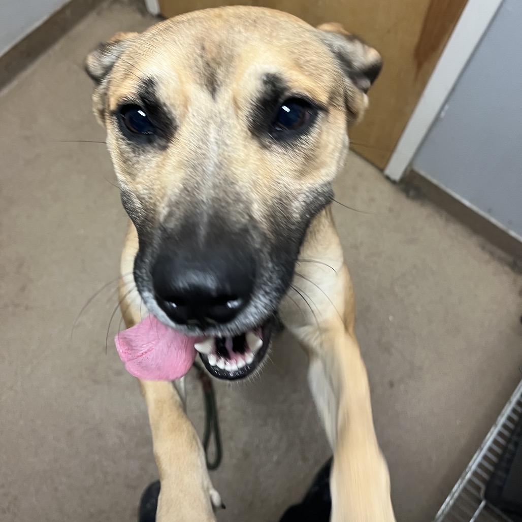 Cannoli — thumbnail 9