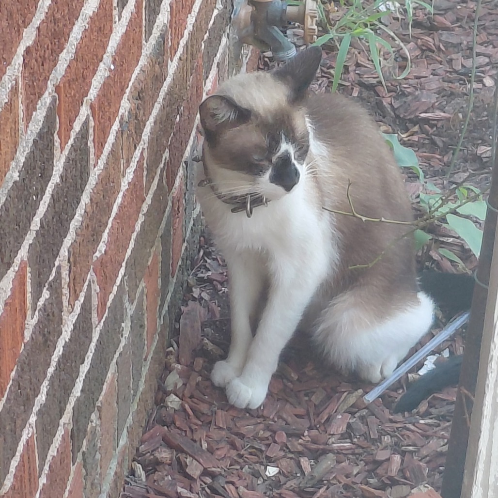 Ollie photo 2