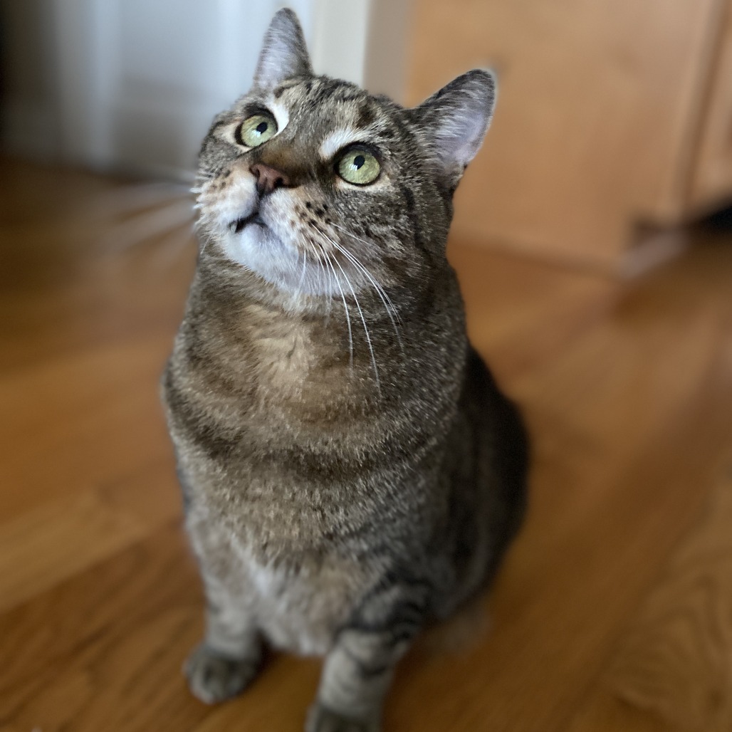 Sweet Pea, photo 19
