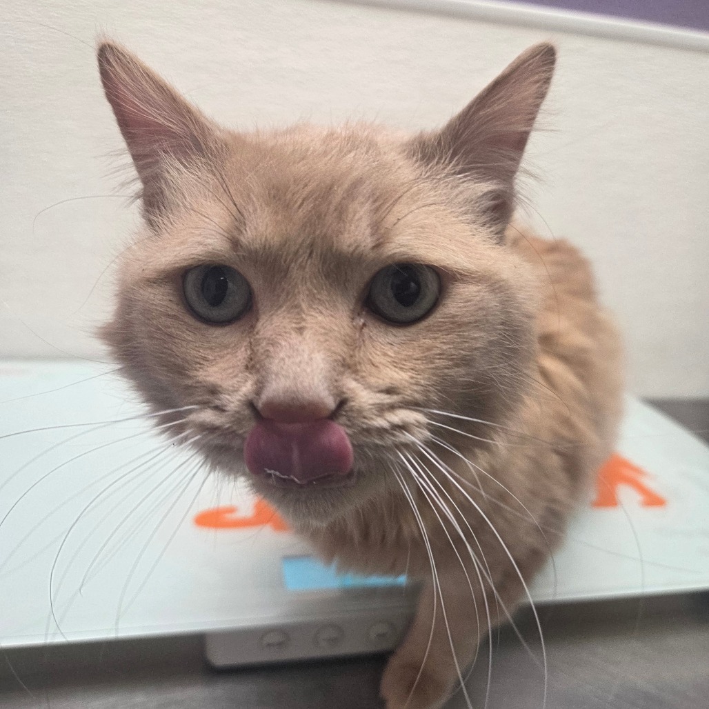 Arroyo — thumbnail 4