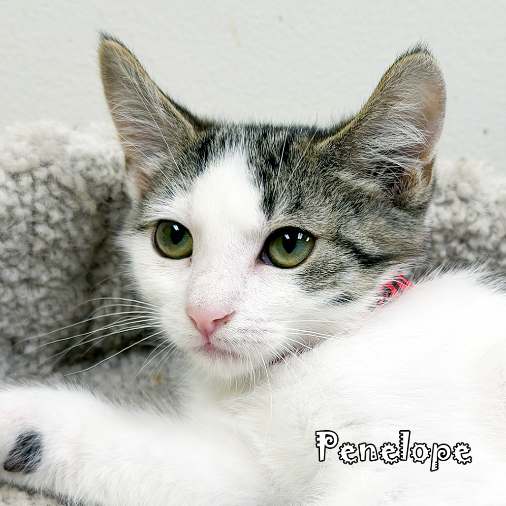 Penelope, an adoptable cat