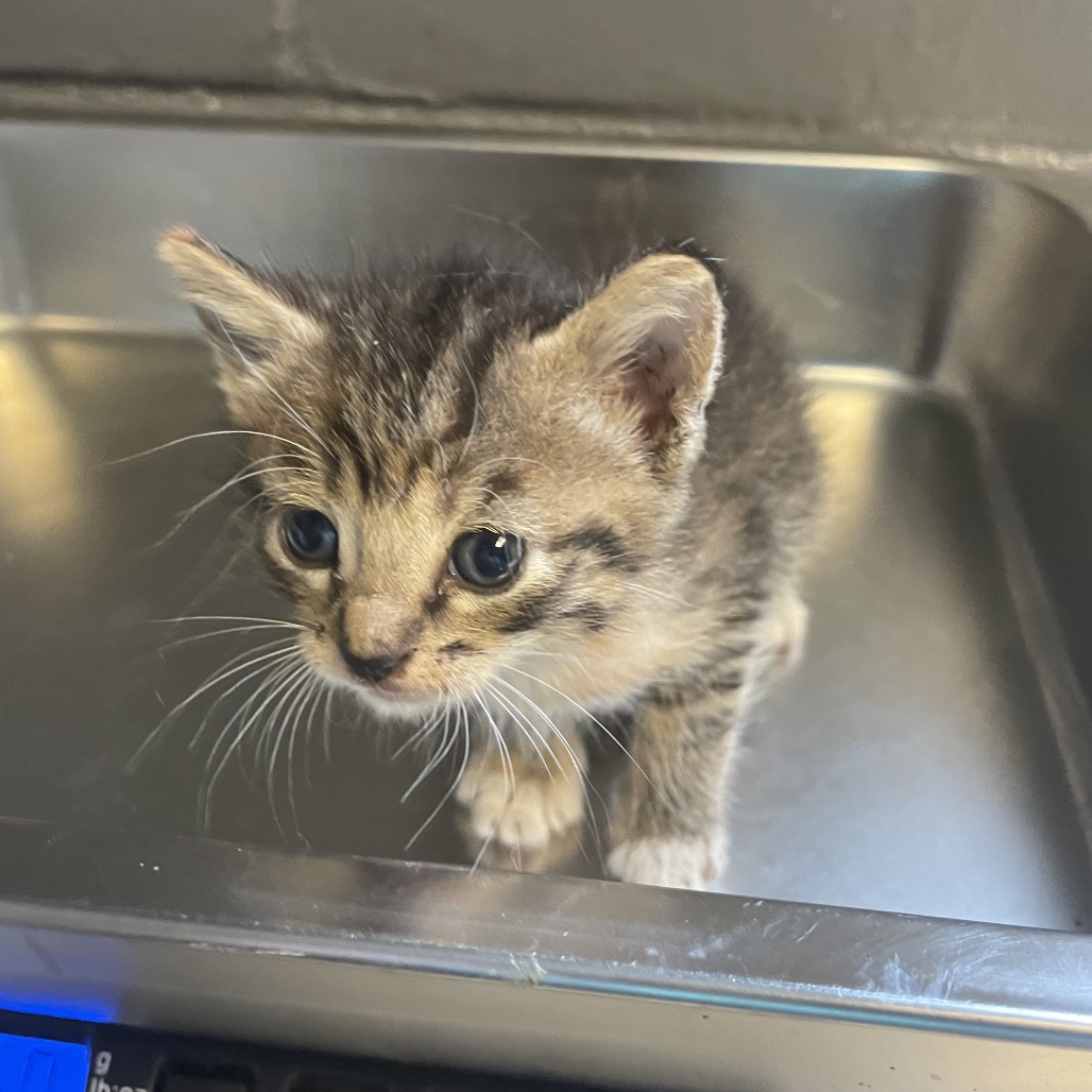 Tusc Stray 84808 2 3 4