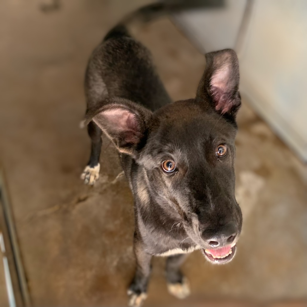 Razzle, available for adoption at PVAS
