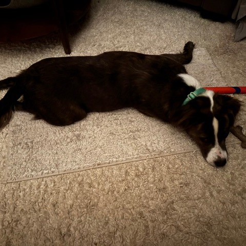 Melia, photo 12