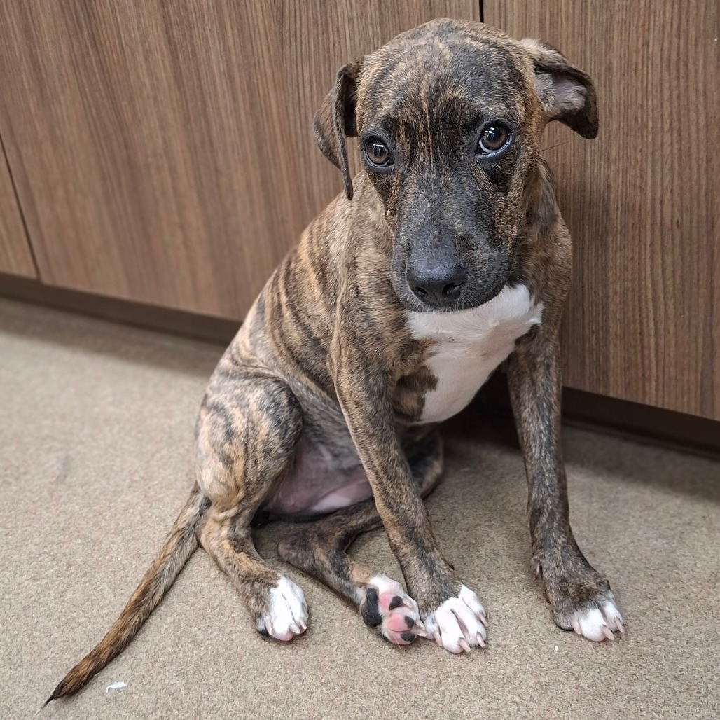 Photo of Angela, a dog adopted from Gulf Coast Humane Society