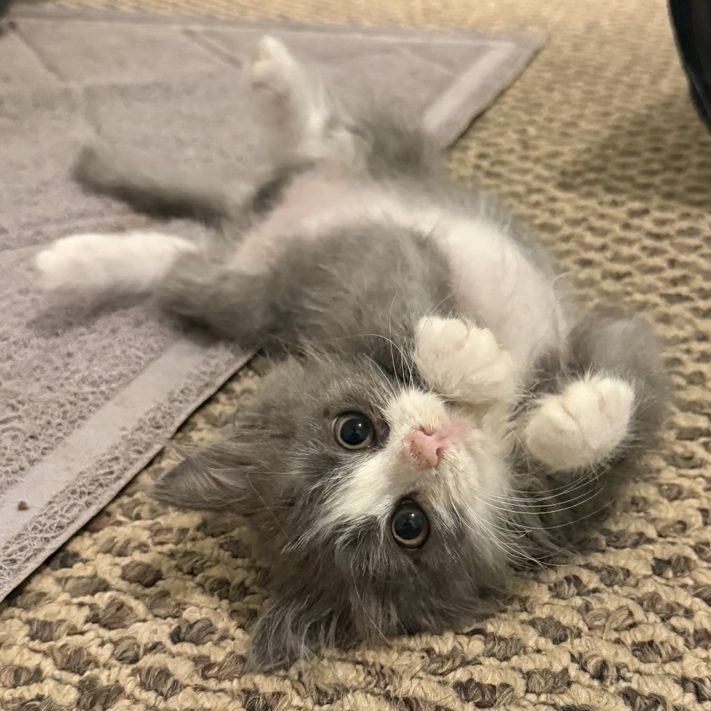 GRYFFIN AND PHOENIX - Domestic Medium Hair available for adoption