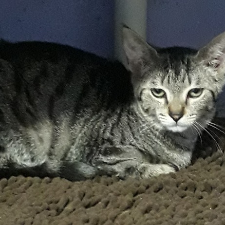 Image of Columbia looking at the camera