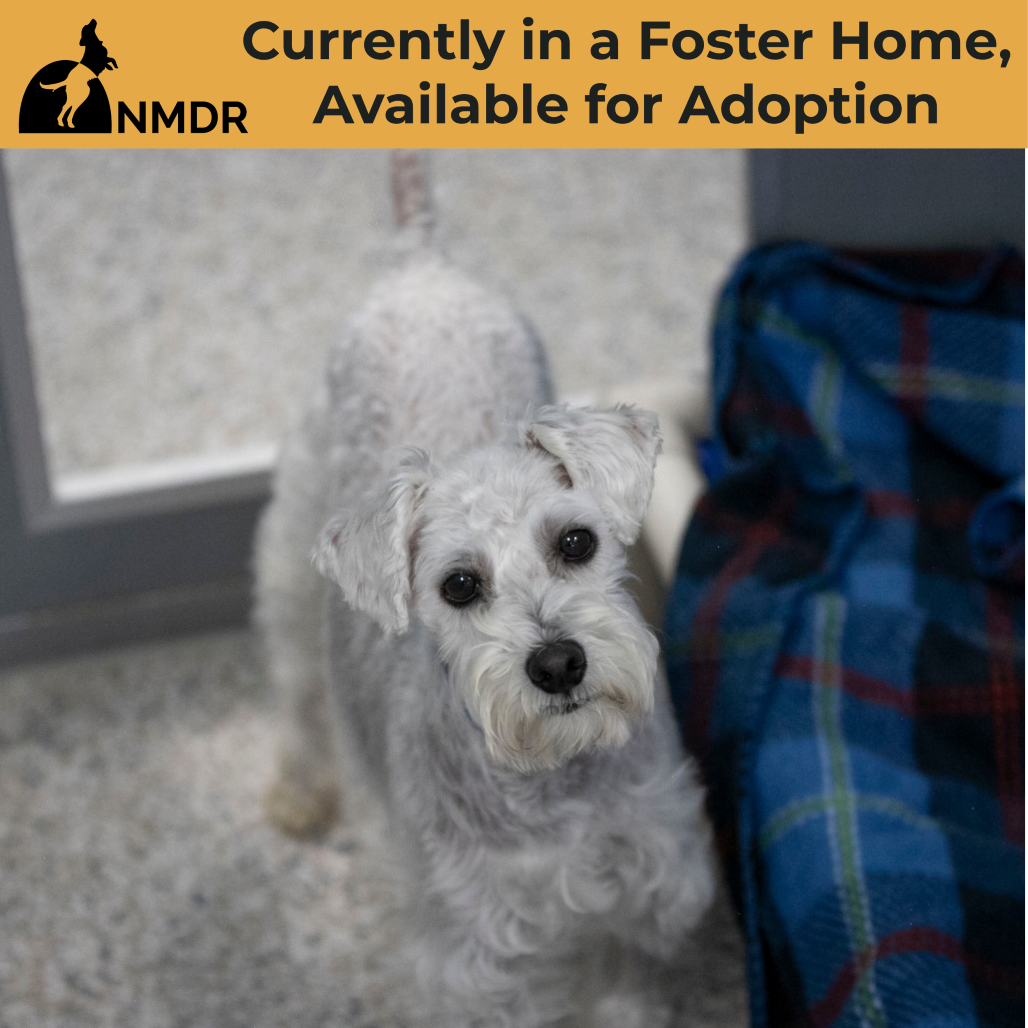 NEMO (AG26-118) - Schnauzer, Miniature / Poodle, Miniature available for adoption