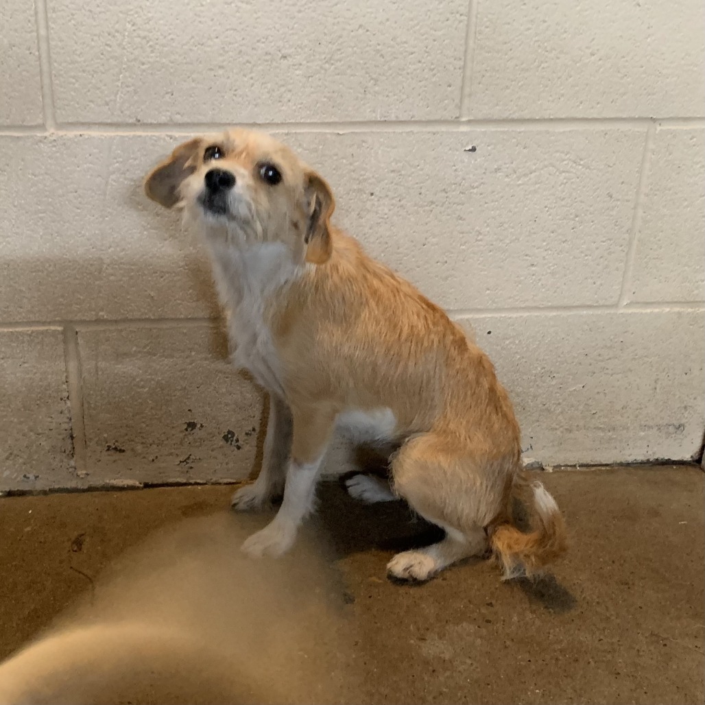 Ziti, available for adoption at PVAS