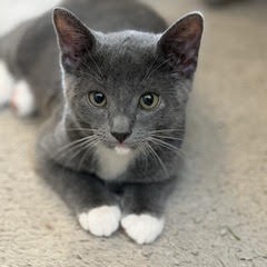 BOUNTY - Domestic Shorthair available for adoption