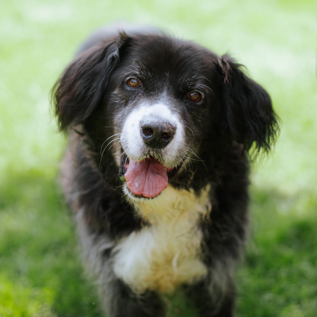Fagen