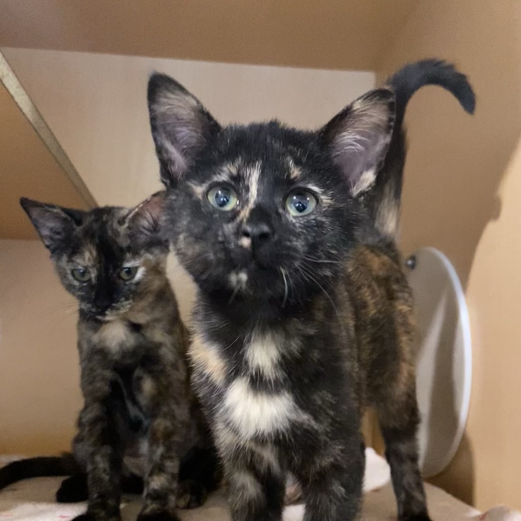 EARRING - Domestic Shorthair available for adoption