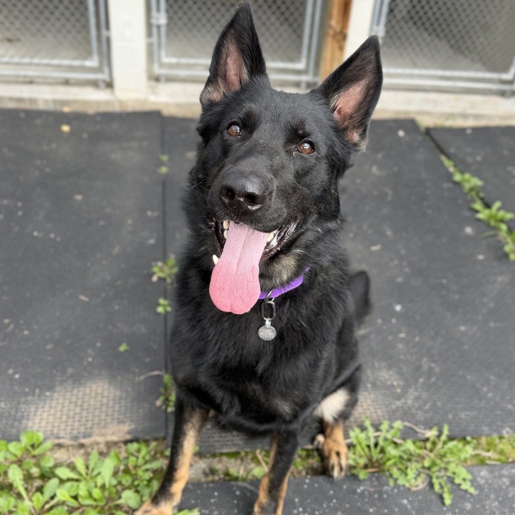 WALL-E - Shepherd / German available for adoption