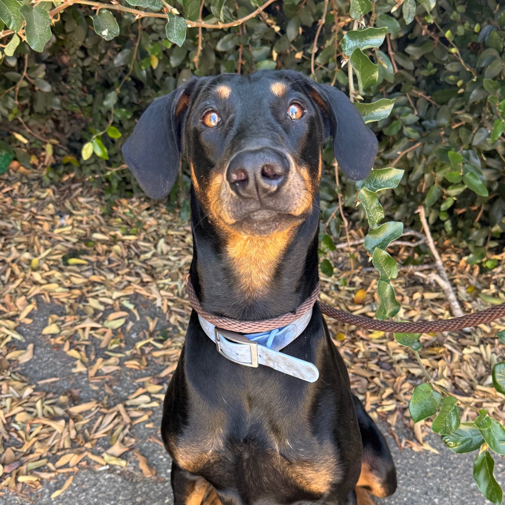 Moochie, photo 3