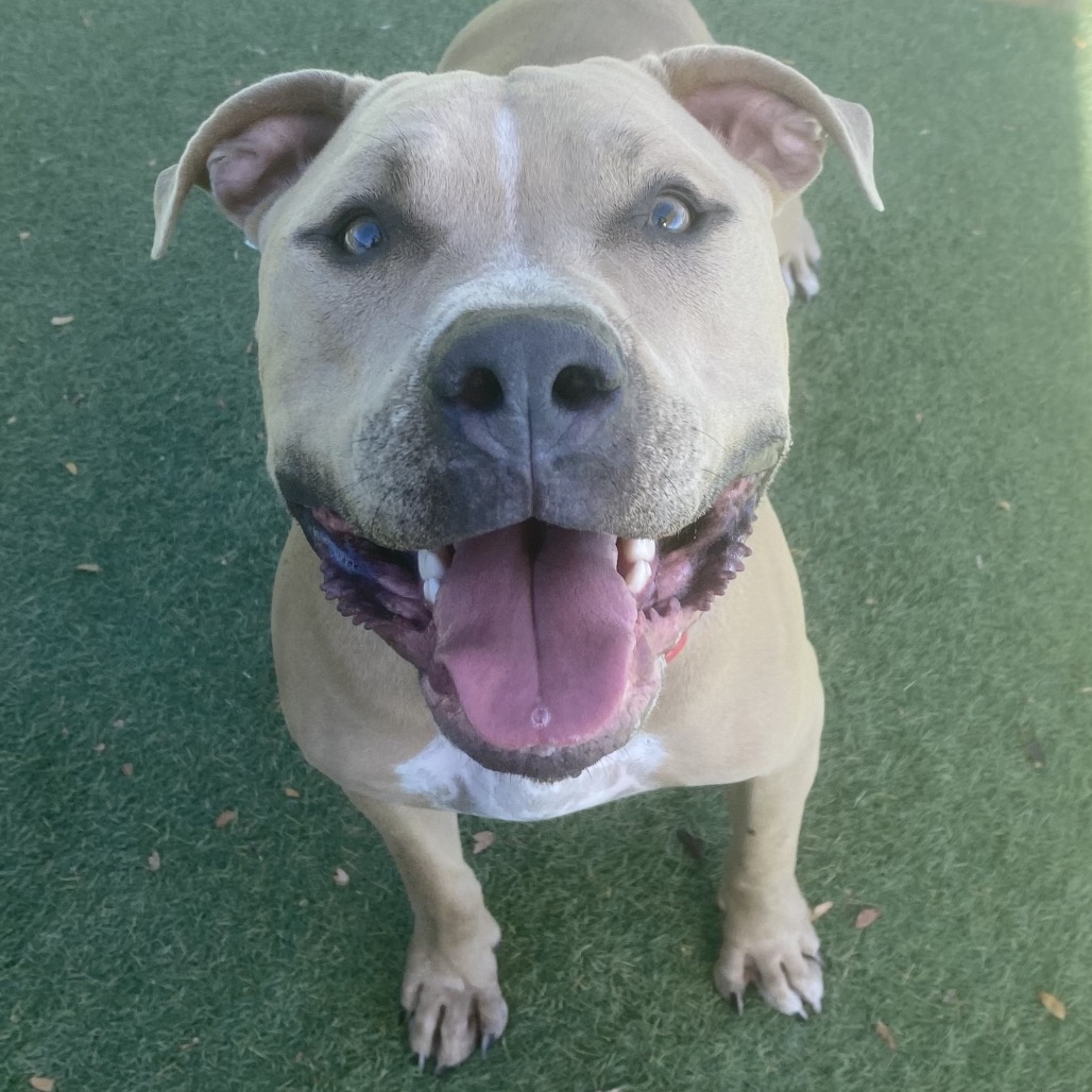 DIESEL - Terrier / American Pit Bull available for adoption