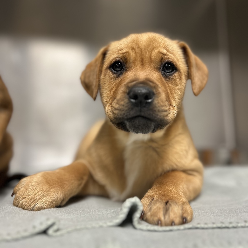 Robbie FunPants — thumbnail 3